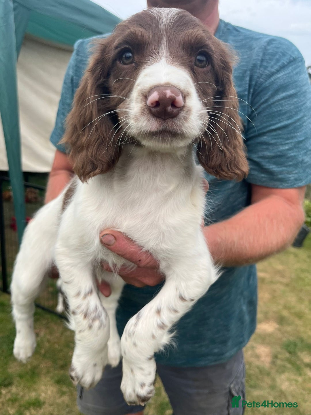 English Springer Spaniel dogs for sale: FTCH x FTAW Springer spaniel - Image 6