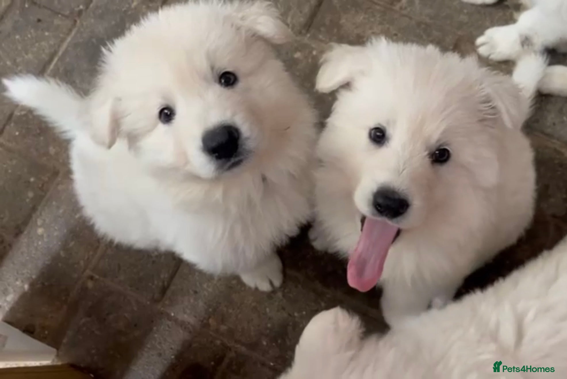White Swiss Shepherd dogs White Swiss Shepherd Puppies in London - Advert 1