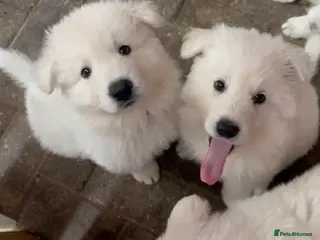 White Swiss Shepherd dogs White Swiss Shepherd Puppies in London - Advert 1