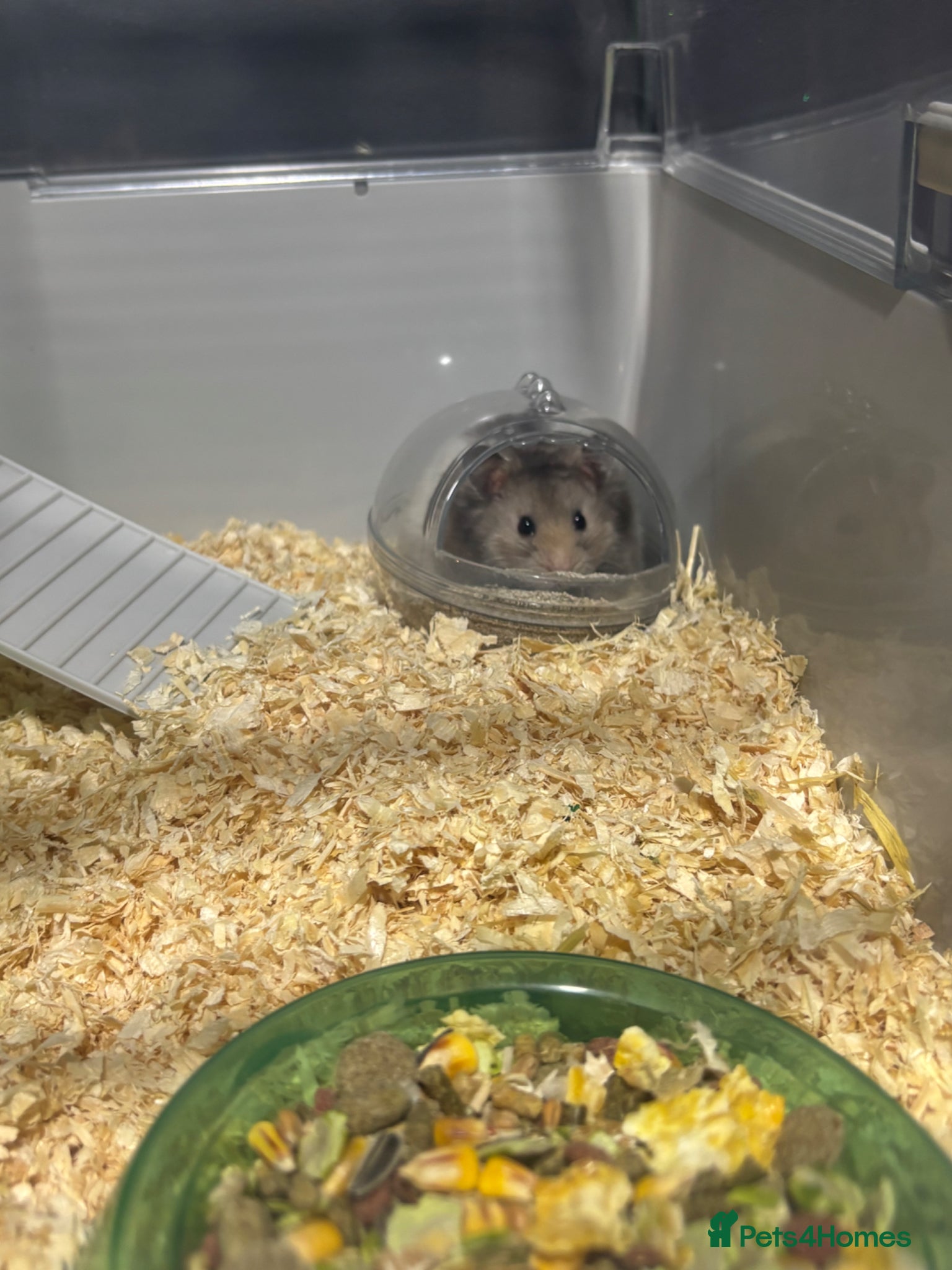 Hamster rodents fluffy syrian hamster for sale  - Advert 10