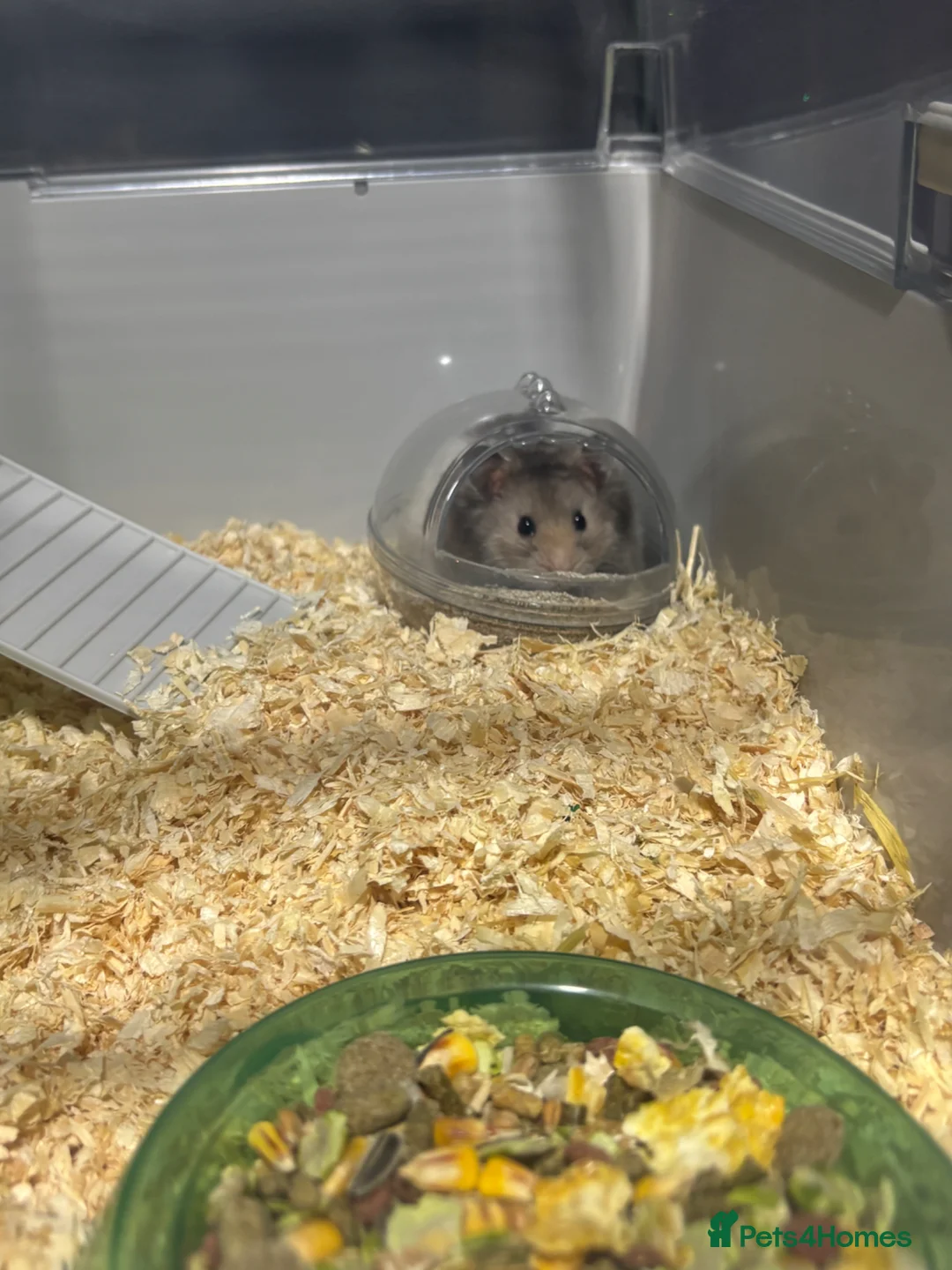 Hamster rodents for sale: fluffy syrian hamster for sale  in Romford - Advert 1