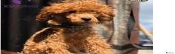 Toy Poodle dogs for stud: High health status red toy poodle. KC.reg in Carlisle - Advert 3
