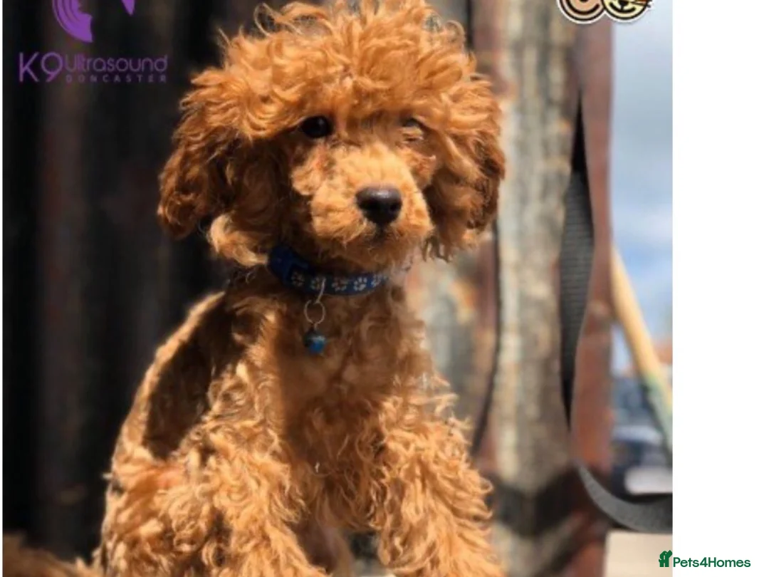 Toy Poodle dogs for stud: High health status red toy poodle. KC.reg in Carlisle - Advert 3
