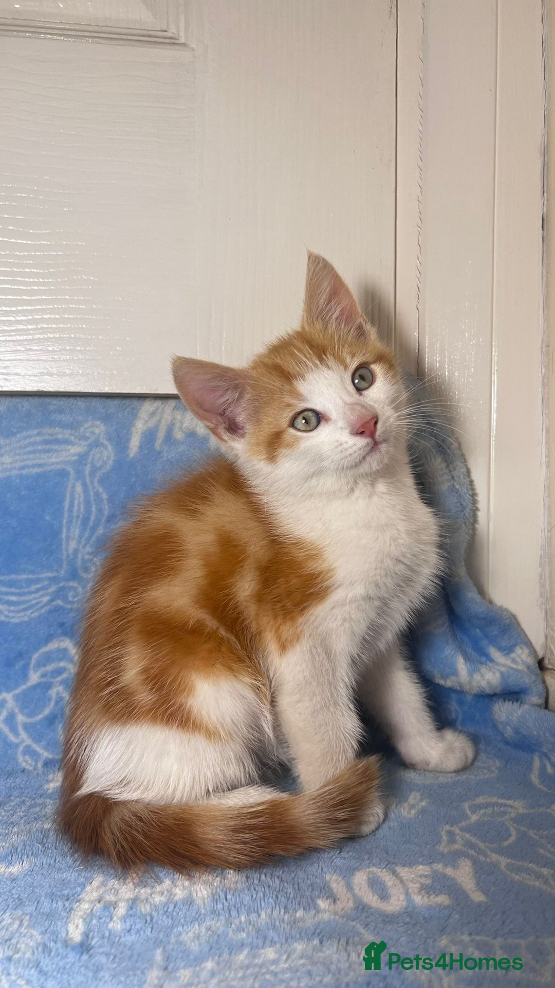 Mixed Breed cats for sale: 3 Lovely Kittens - Image 2