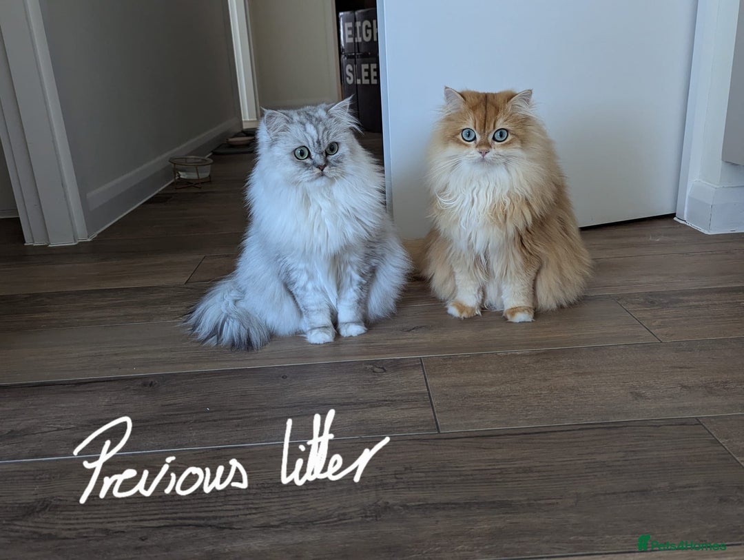 Persian cats for sale: Beautiful Quality Persian Chinchilla Kittens in London - Image 18