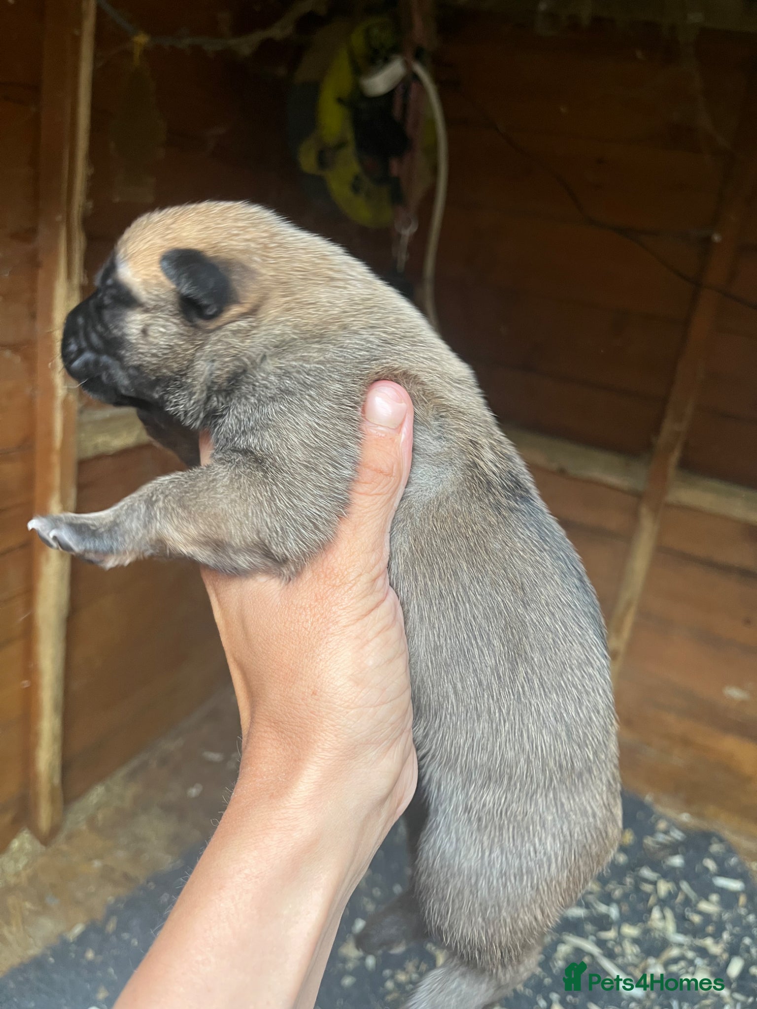 Belgian Shepherd Dog Puppy 2
