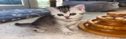 British Shorthair cats for sale: 🌟GCCF British short hair Silver chinchilla boys - Advert 3