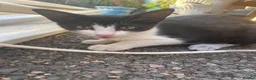 Mixed Breed cats for sale: Mixed breeds long and short haired domestic in Basildon - Advert 8