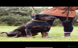 Dobermann dogs for sale: *Stunning Top/Best Bloodline Dobermanns For Sale* - Image 15