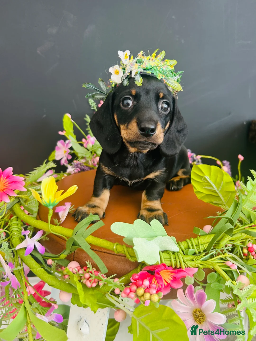 Miniature Dachshund dogs for sale: True Miniatures 5 star Breeder ⭐️⭐️⭐️⭐️⭐️ - Advert 2