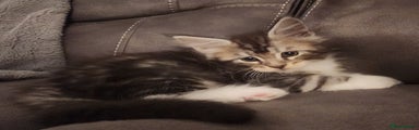 Maine Coon Kitten 3