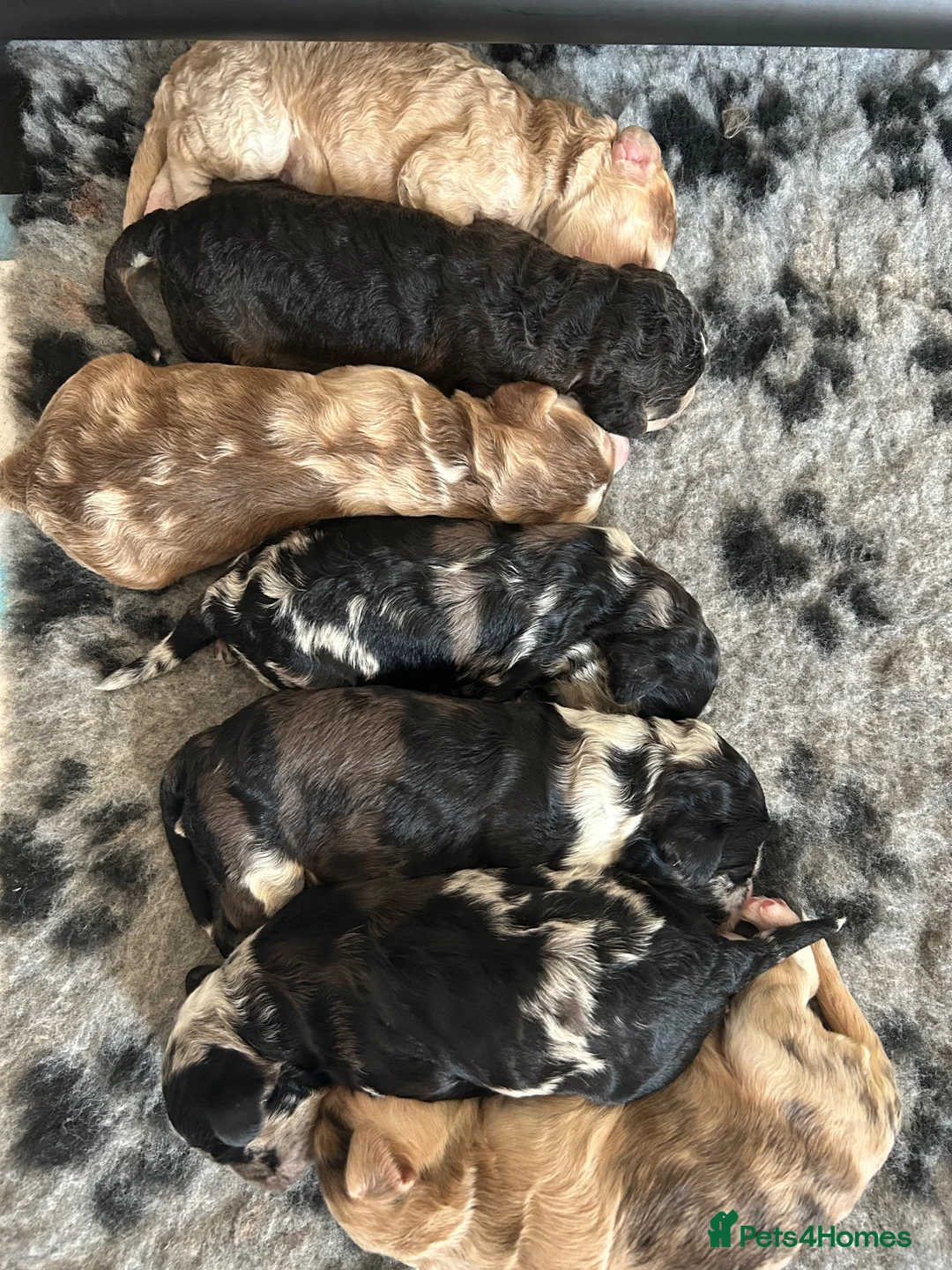 Cockapoo dogs for sale: Beautiful Cockapoo Puppies  - Advert 1
