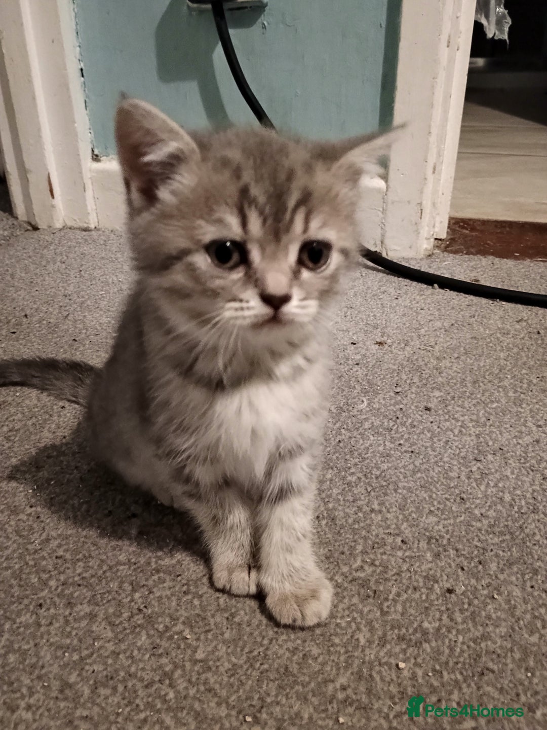 British Shorthair cats for sale: British shorthair kittens - Advert 11