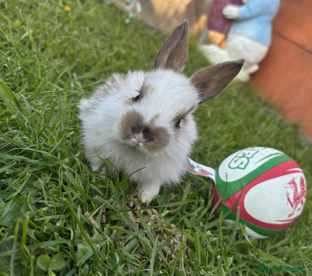 Continental Giant rabbits for sale: Baby Rabbits  - Image 6