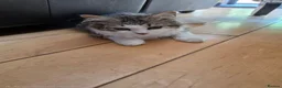 Siberian cats for sale: Special needs Siberian Kitten needs a loving home - Advert 2