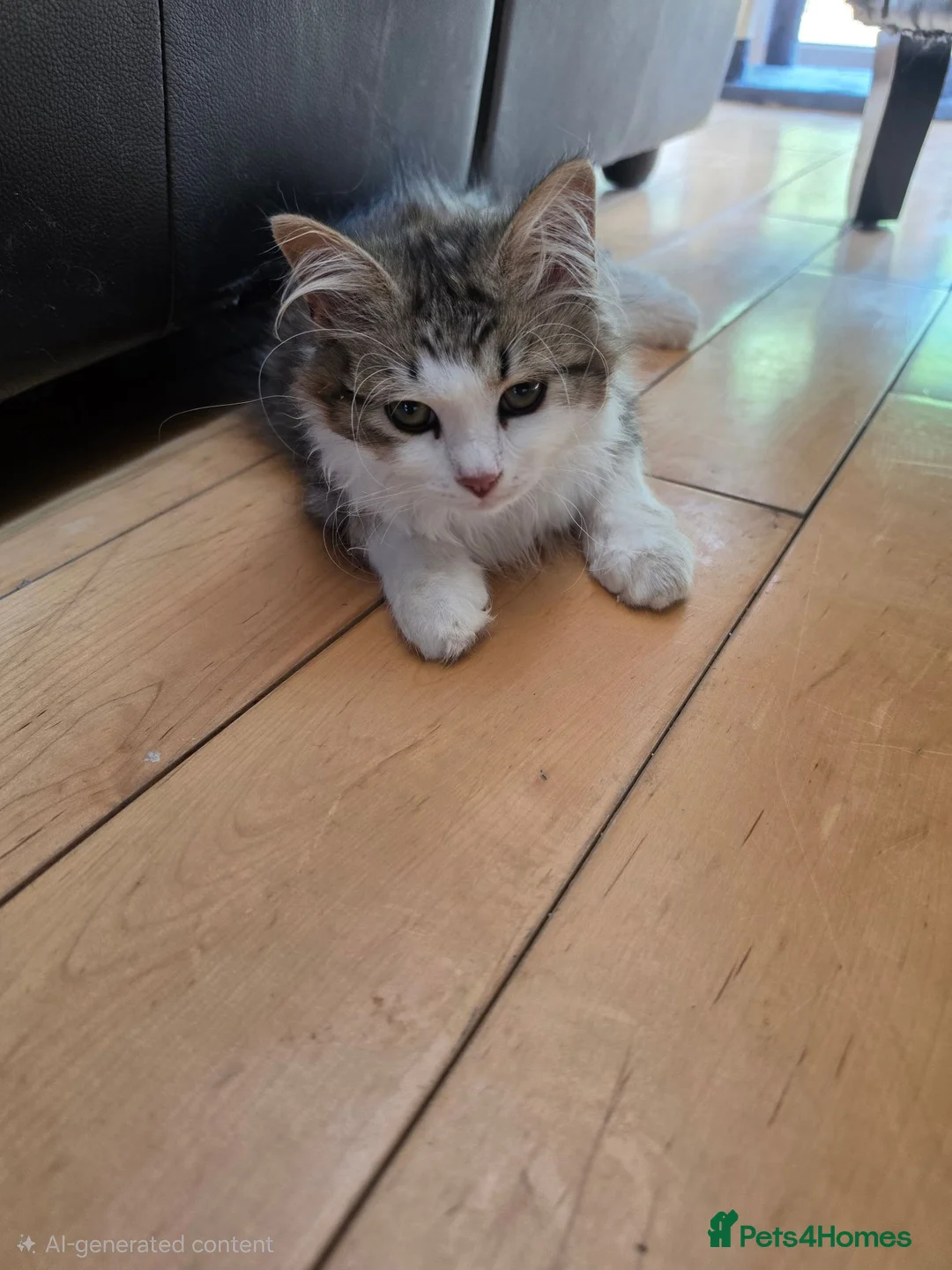 Siberian cats for sale: Special needs Siberian Kitten needs a loving home - Advert 2