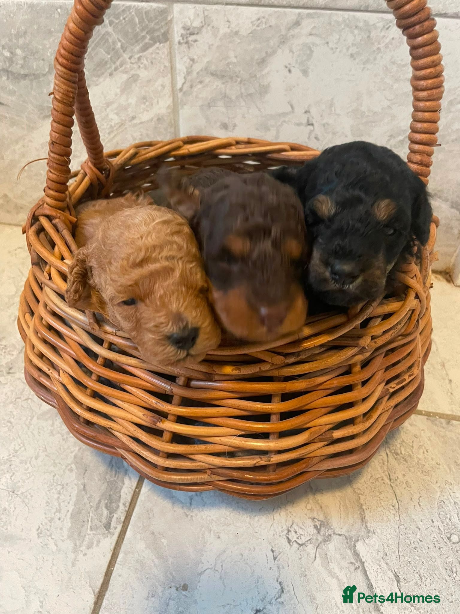 Toy Poodle dogs Kc reg toy poodle  - Advert 7