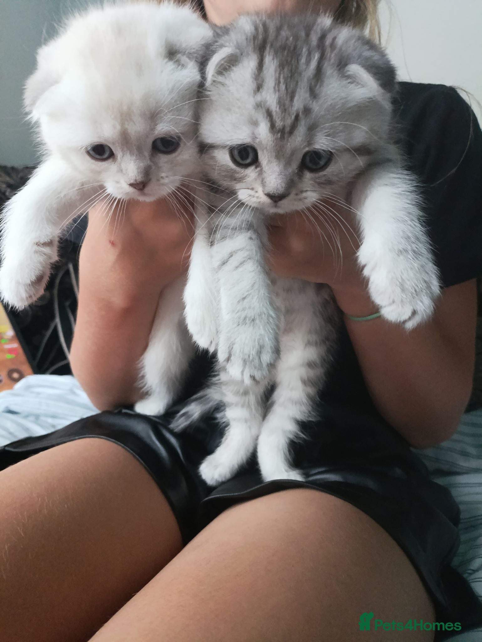 Scottish Fold cats Scottish fold  kittens  - Advert 10