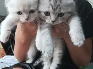 Scottish Fold cats Scottish fold kittens - Advert 10