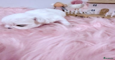 Maltese dogs 🌟🌟Full Korean Baby pups🌟🌟 - Advert 13