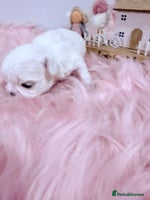 Maltese dogs 🌟🌟Full Korean Baby pups🌟🌟 - Advert 13