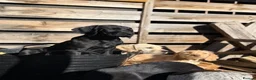 Mixed Breed dogs for sale: Brilliant pointer x vizla/doodle puppies  - Advert 1