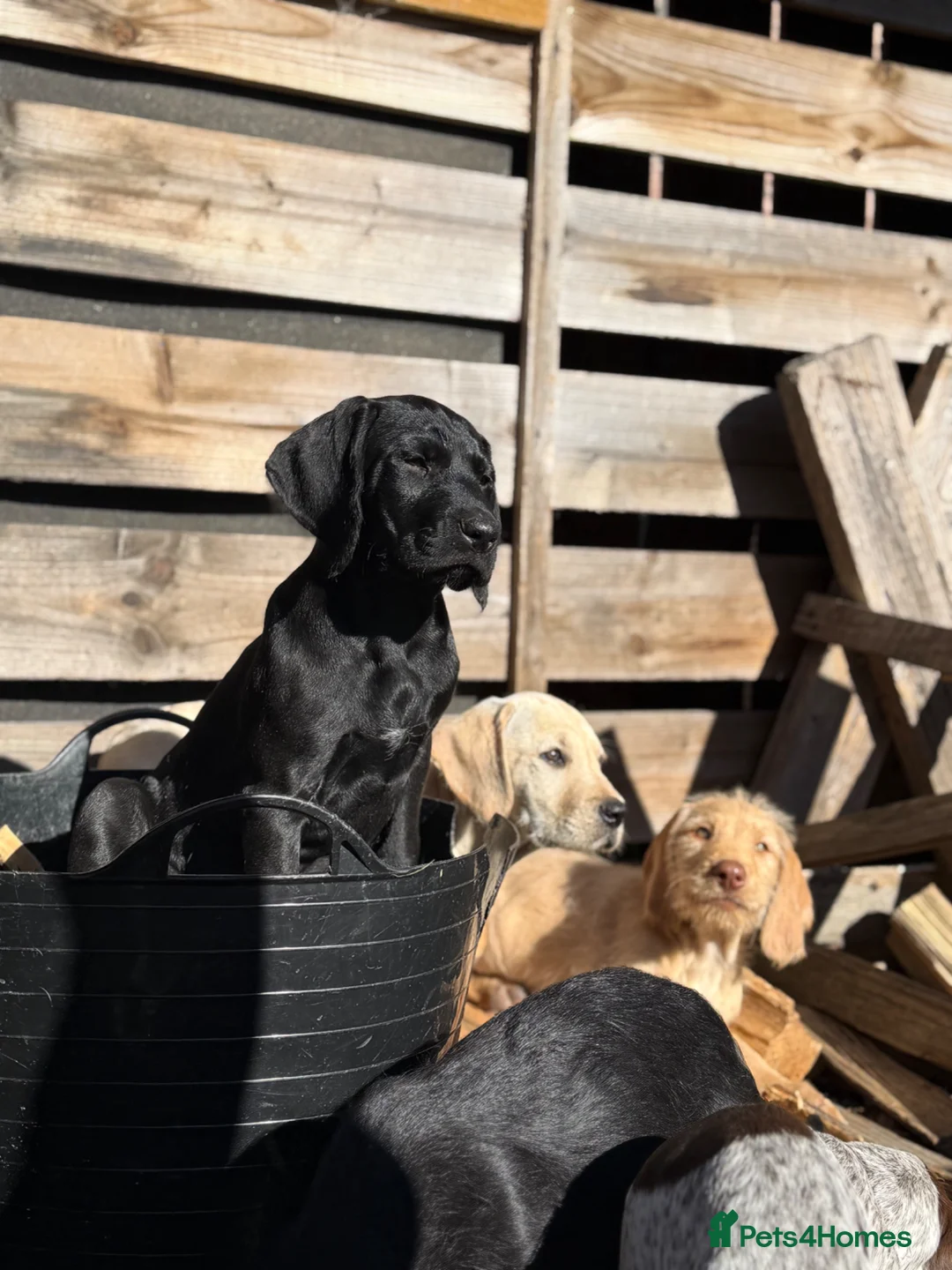 Mixed Breed dogs for sale: Brilliant pointer x vizla/doodle puppies  - Advert 1