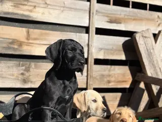 Mixed Breed dogs German wire haired pointer x vizla/doodle puppies - Advert 5
