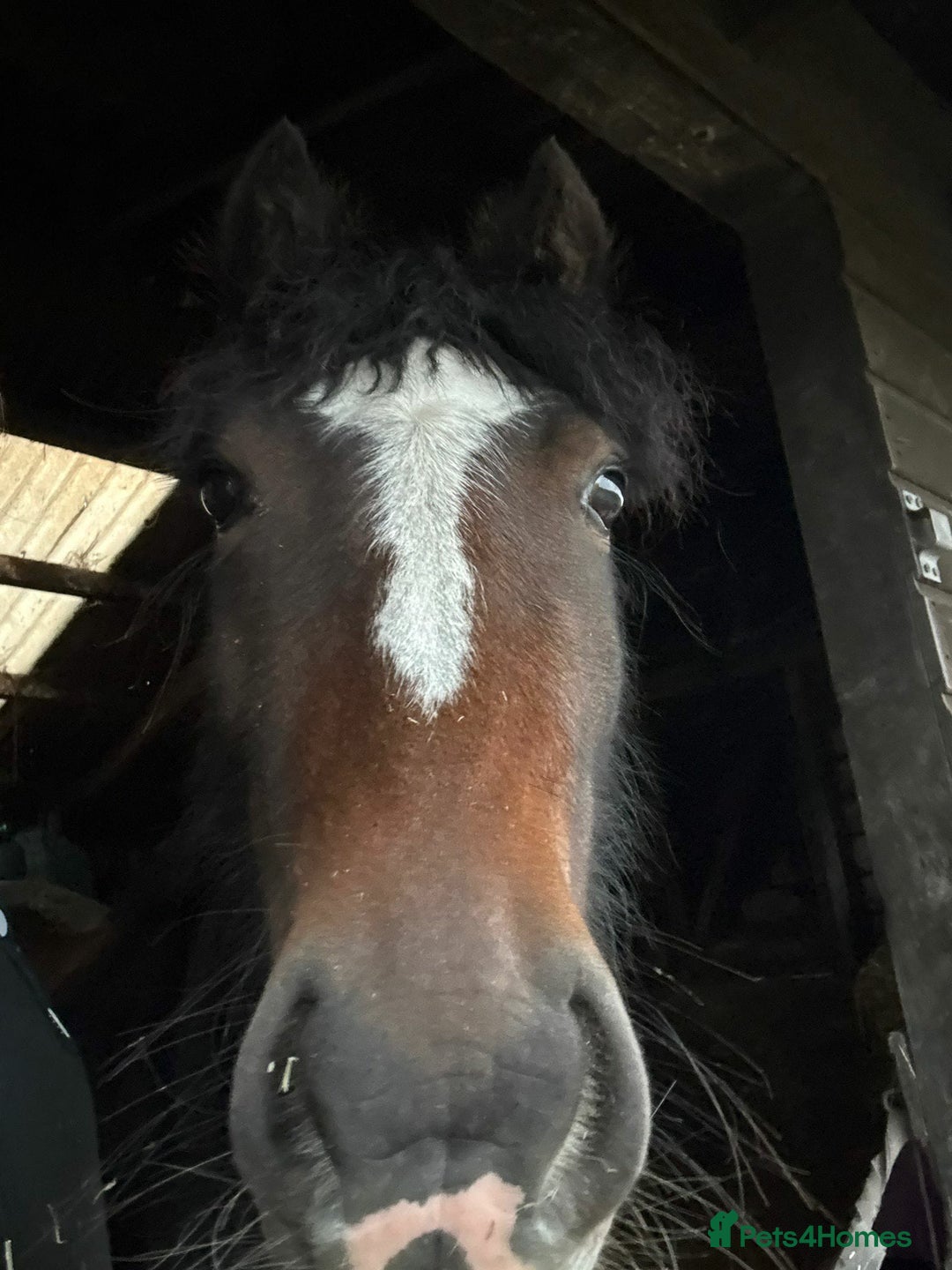 Welsh Section D horses for sale: Apollo, 3 year old gelding - Advert 5