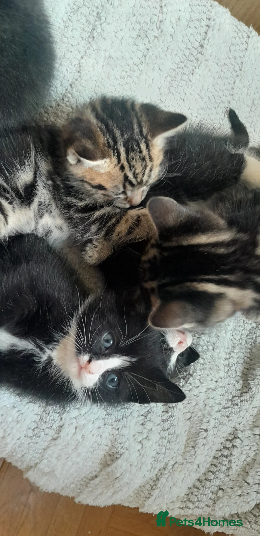 European cats for sale: 5 kittens - Advert 2