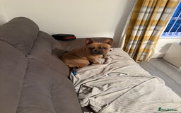 French Bulldog dogs for sale: Liddie  - Image 7