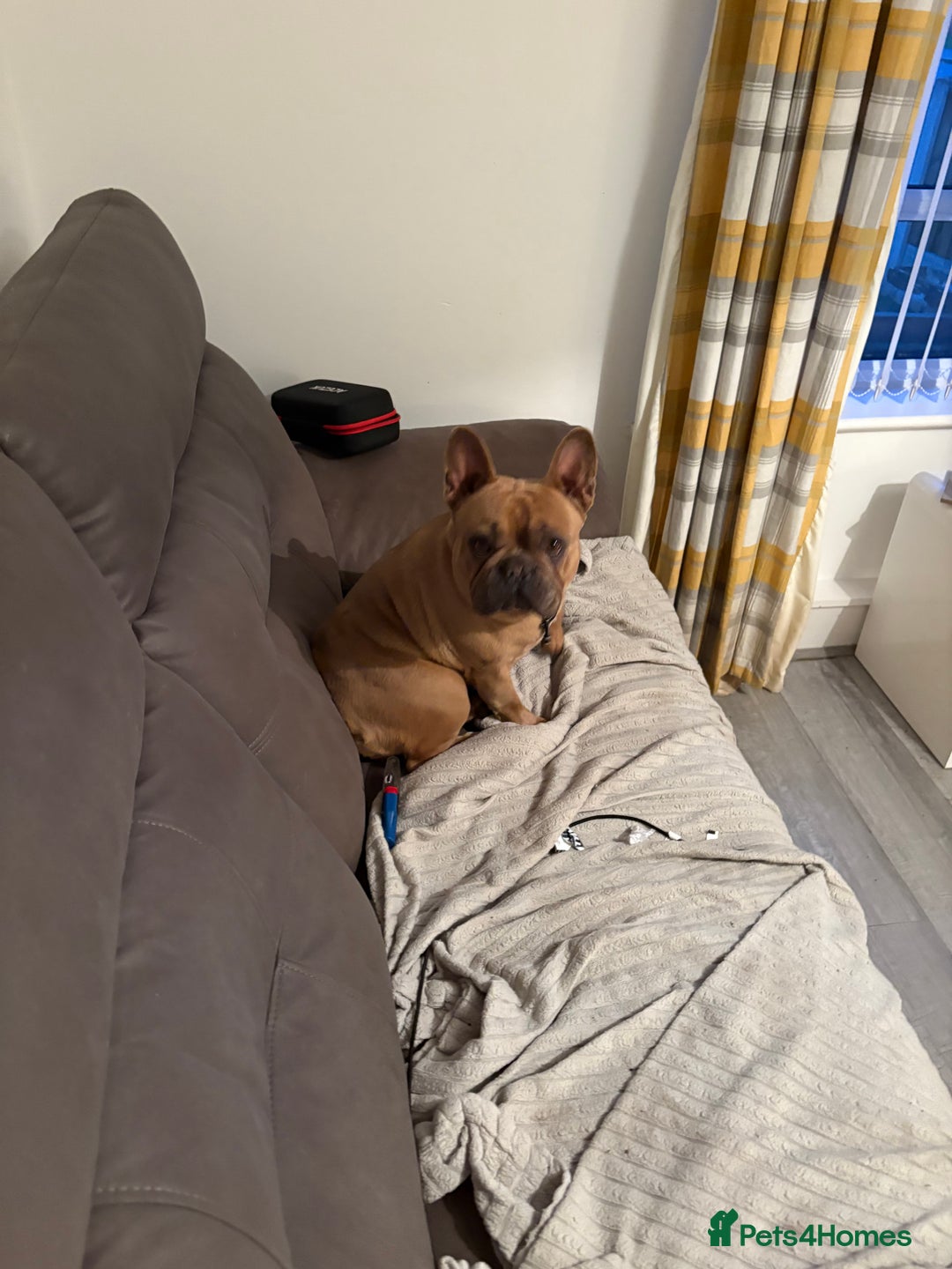 French Bulldog dogs for sale: Liddie  - Image 7