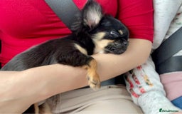 Chihuahua dogs for sale: Stunning, playful black and tan girl - Image 2