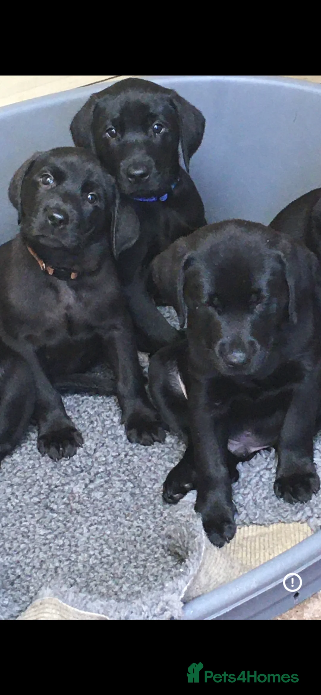 Labrador Retriever dogs for sale:  PEDIGREE FIELD TRIALS, WORKING OR PET PUPPIES  - Advert 3