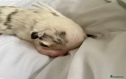 Australian Shepherd dogs for sale: Miss Julie Duckworth - Image 7