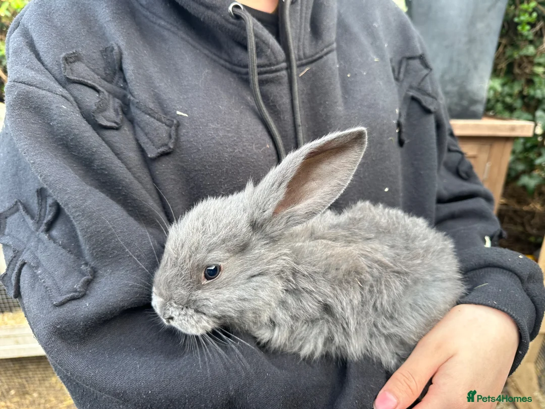Continental Giant rabbits for sale: Continental giant kits  - Advert 5