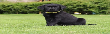Labrador Retriever Puppy 7