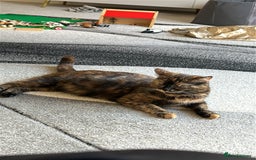 Mixed Breed cats for sale: 4 newborn kittens - Image 2
