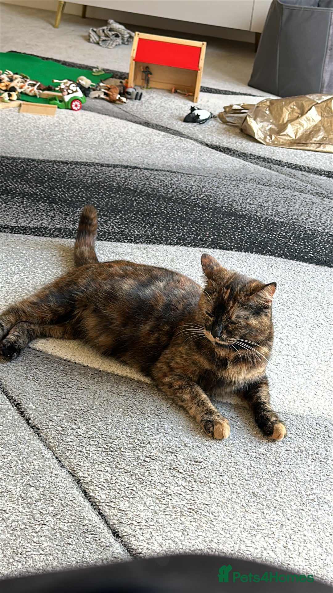 Mixed Breed cats for sale: 4 newborn kittens - Image 2