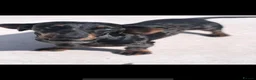 Miniature Dachshund dogs for stud: Miniature dachshund stud  - Advert 9