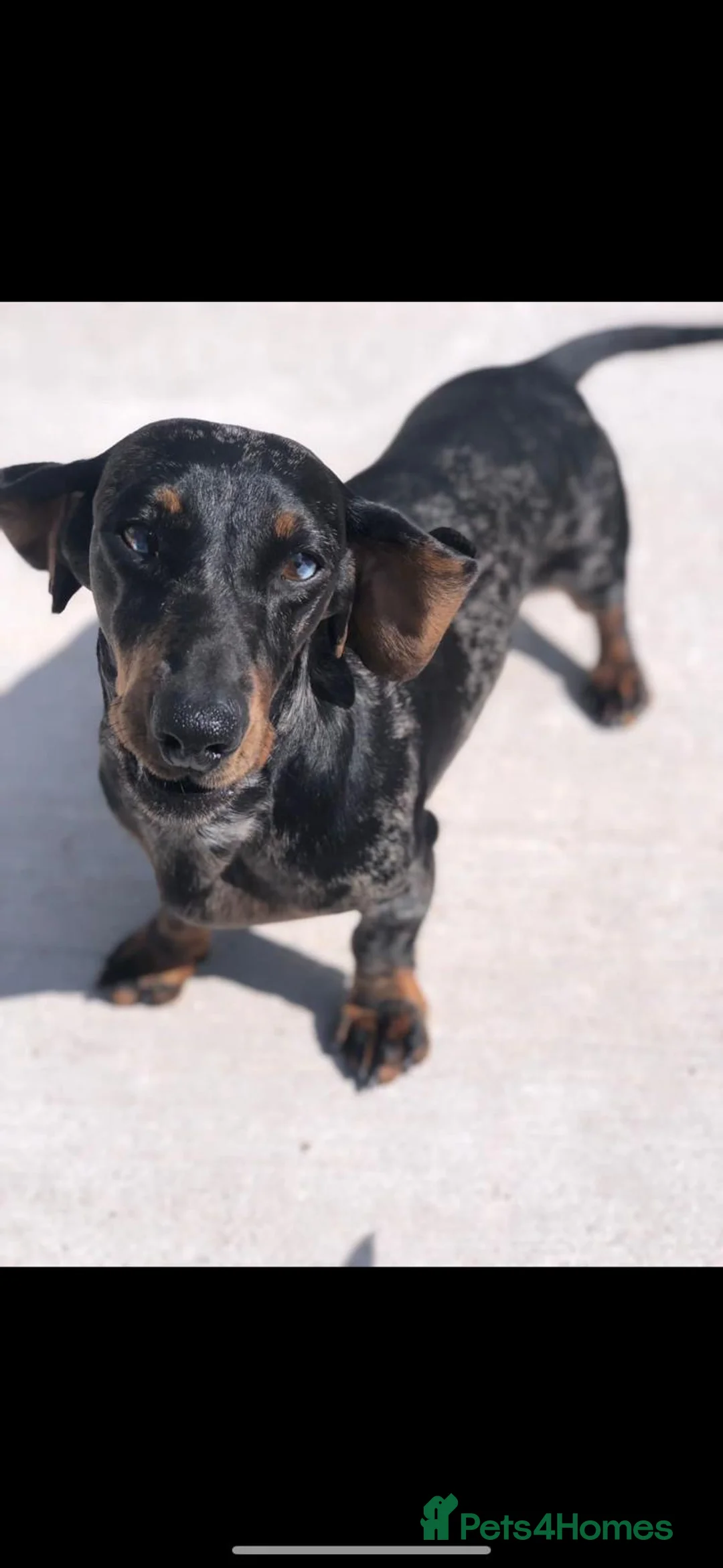 Miniature Dachshund dogs for stud: Miniature dachshund stud  - Advert 9