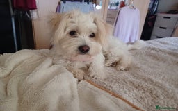 Mixed Breed dogs for adoption: Madalina  - Image 6