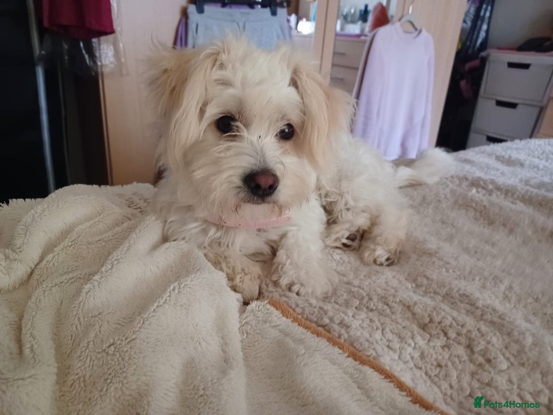 Mixed Breed dogs for adoption: Madalina  - Image 6