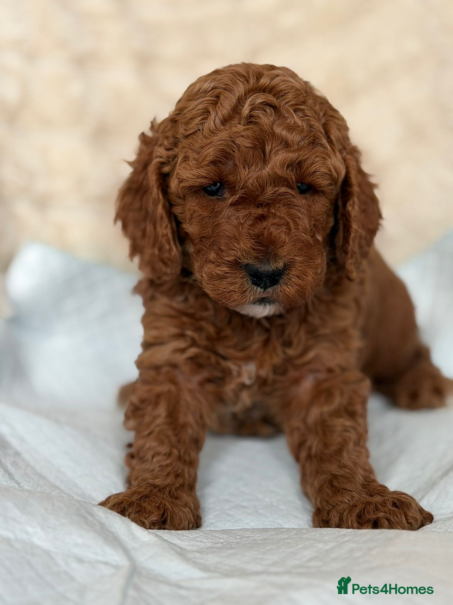 Cockapoo dogs Laboratory Health tested parents  - Advert 18