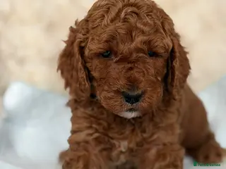 Cockapoo dogs Laboratory Health tested parents - Advert 1