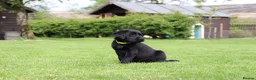 Labrador Retriever dogs for sale: Delightful KC registered litter  - Advert 30