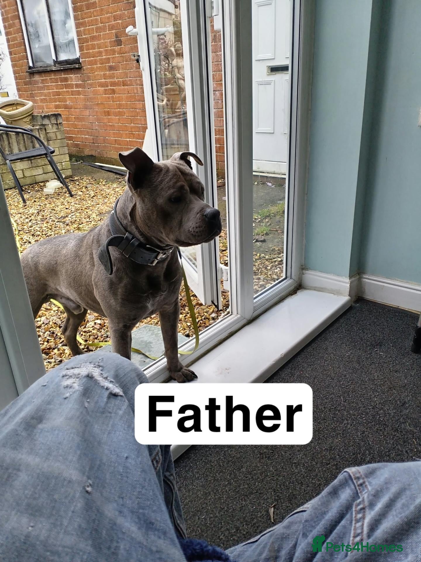 Mixed Breed dogs for sale: Stunning mixed liter of Belgiu malis x staff pups  - Advert 2