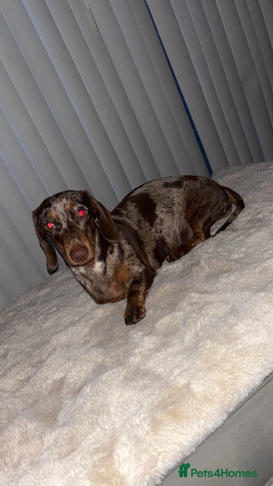 Dachshund dogs for sale: Miniature dashounds    in Leeds - Advert 1