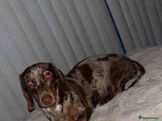 Dachshund dogs Miniature dashounds - Advert 1