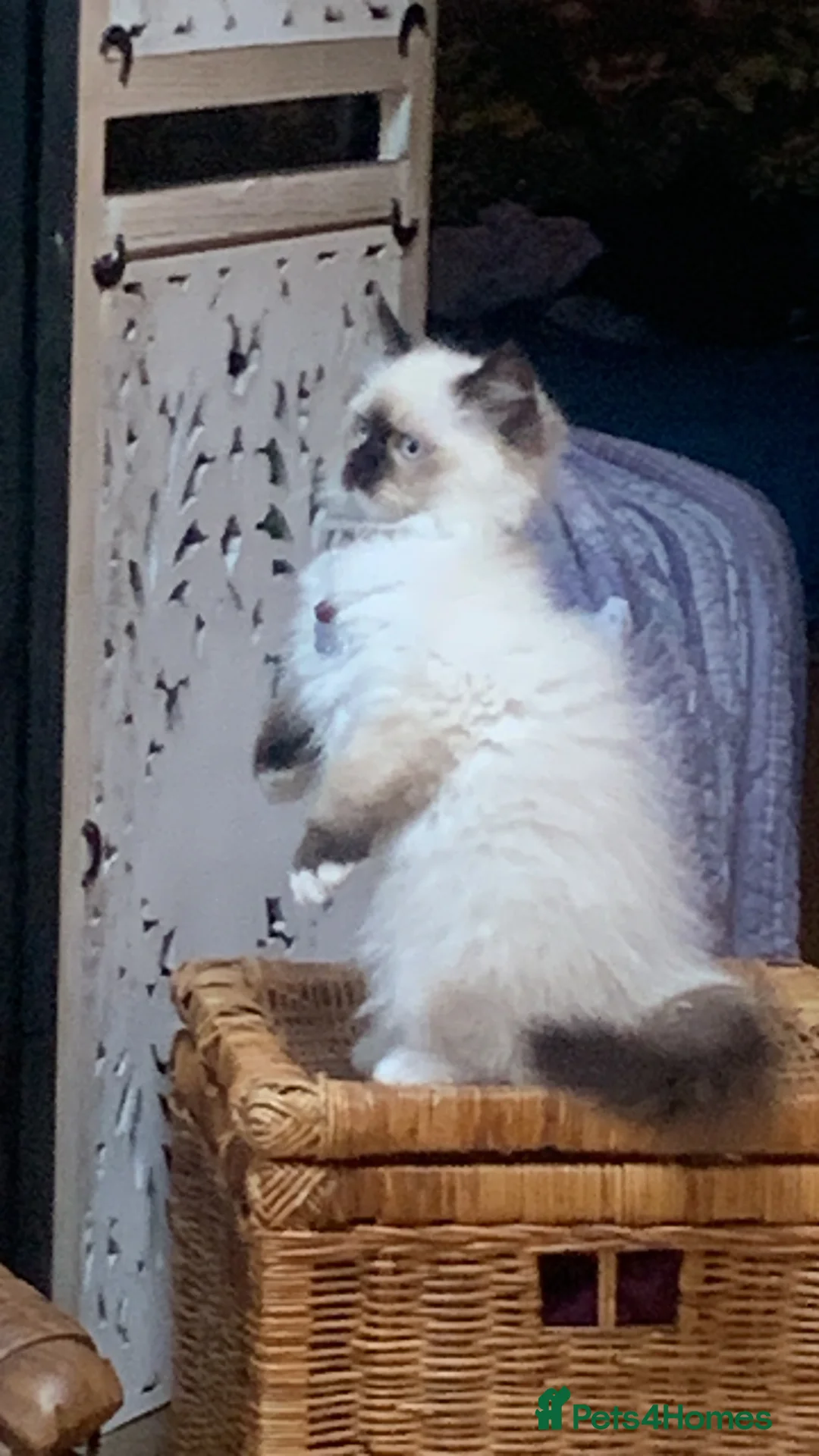 Ragdoll cats for sale: Brahma incredibly well bred entire male  - Advert 5
